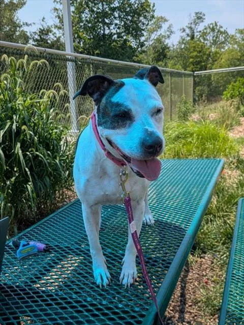 An adult medium-sized female Pit Bull Terrier dog named Buckets for adoption in Leesburg, VA