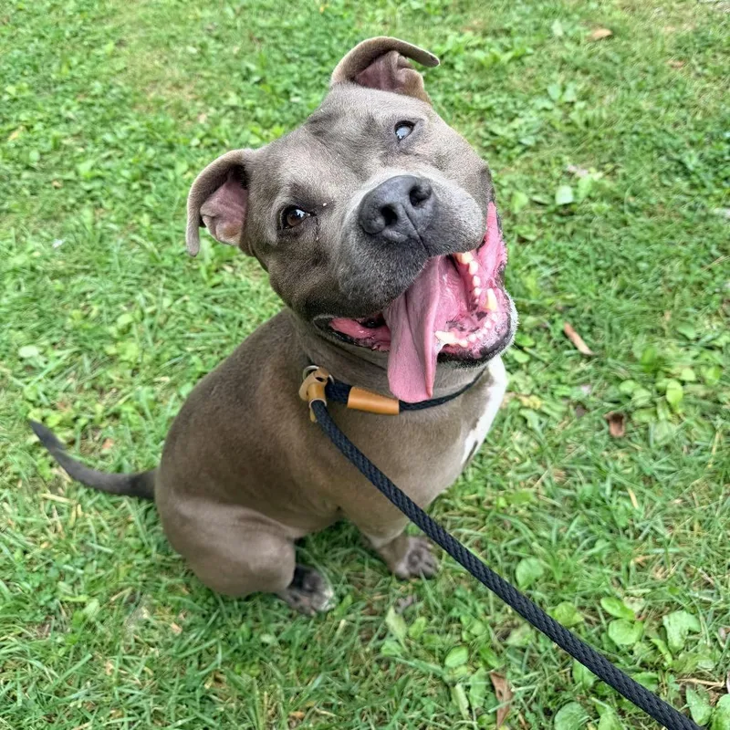 An adult large-sized male Gray / Blue / Silver Staffordshire Bull Terrier dog named "Earl Grey" for adoption in Perkiomenville, PA