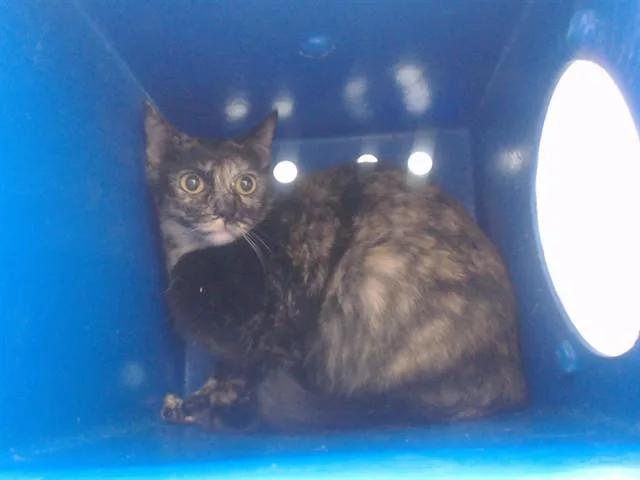 A young small-sized female Domestic Short Hair cat named Pepper for adoption in Orlando, FL