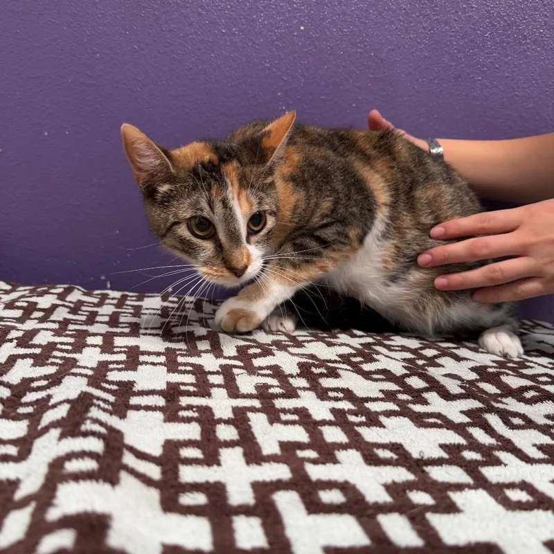 An adult medium-sized female Calico Domestic Short Hair cat named Sherry for adoption in Englewood, FL