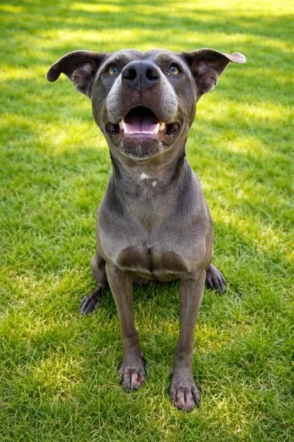 A young large-sized female Pit Bull Terrier dog named Dune for adoption in Cumming, GA