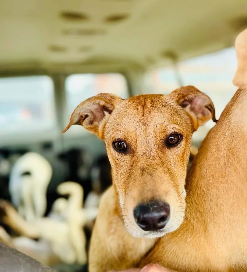 A baby medium-sized male Mixed Breed dog named Pirate Ezra for adoption in Wilsall, MT