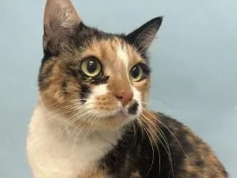An adult small-sized female Domestic Short Hair cat named Itsy Bits for adoption in Coon Rapids, MN