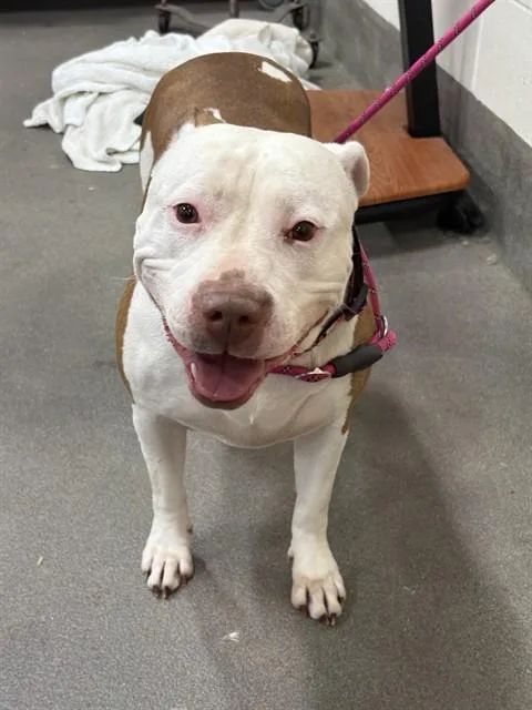 An adult large-sized female Pit Bull Terrier dog named Girl for adoption in Upper Marlboro, MD