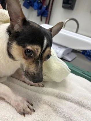 A young small-sized male Chihuahua dog named Sy for adoption in Seattle, WA