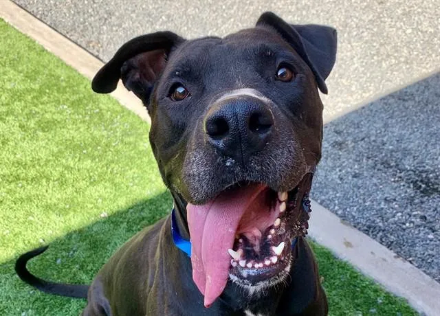 An adult large-sized male Pit Bull Terrier dog named SAVE ME PLEASE Akumaru for adoption in San Marcos, CA