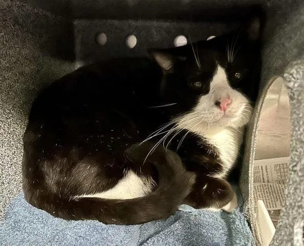 Sir Biscuit The Bold