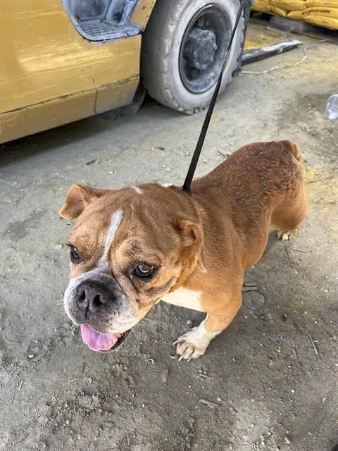 An adult small-sized female English Bulldog dog named Jenga for adoption in Miami, FL