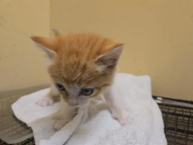 A baby small-sized female Domestic Short Hair cat named Cottontail for adoption in Tustin, CA