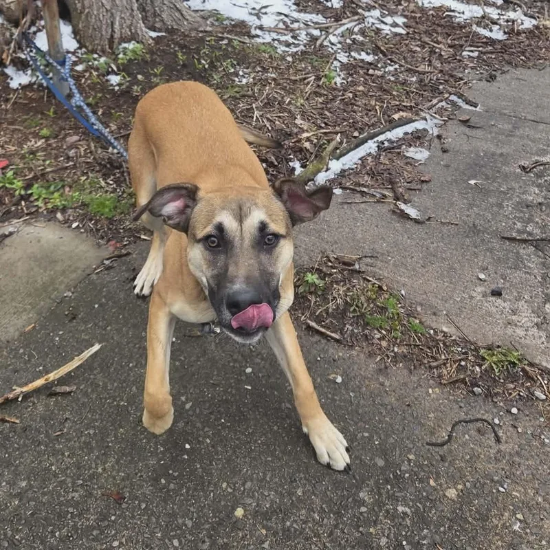 Moose Squirtle thumbnail 3