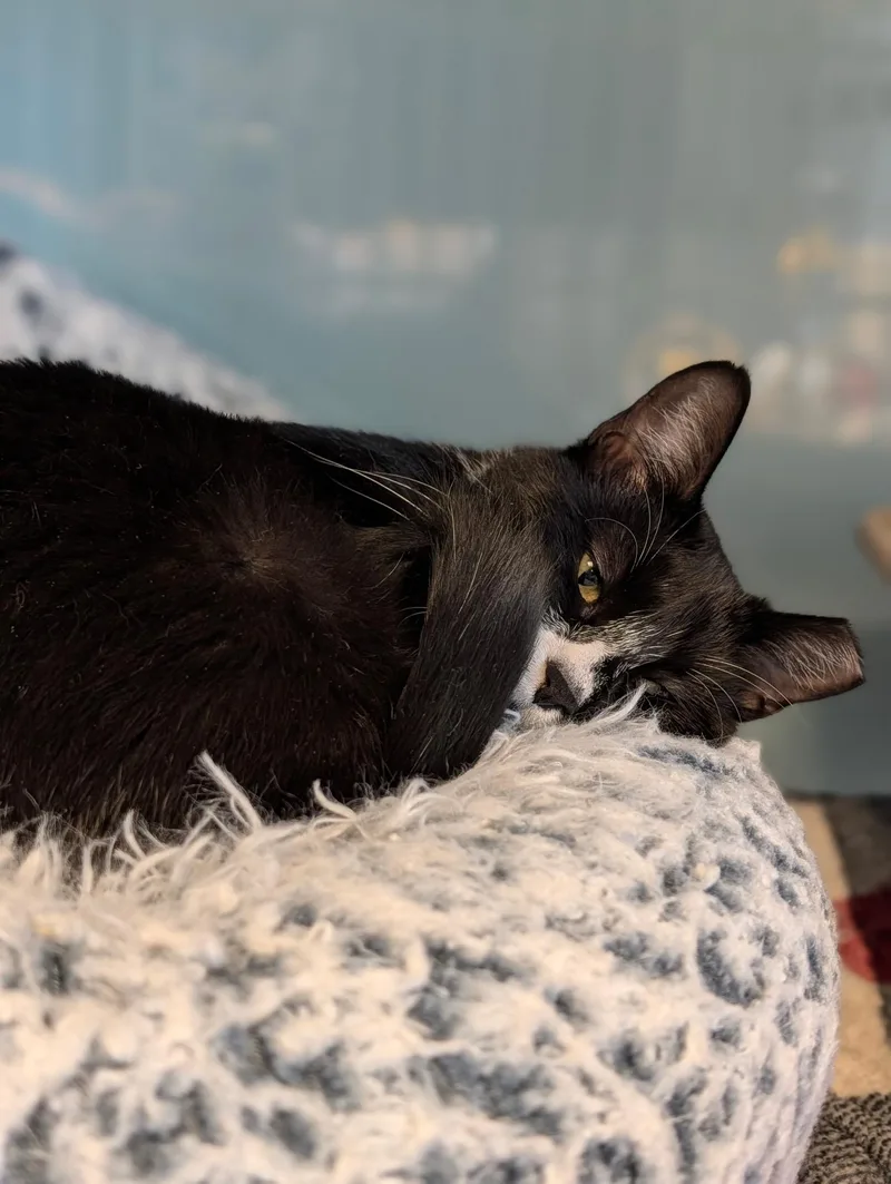 A young medium-sized female Black & White / Tuxedo Tuxedo cat named Nova for adoption in Albuquerque, NM