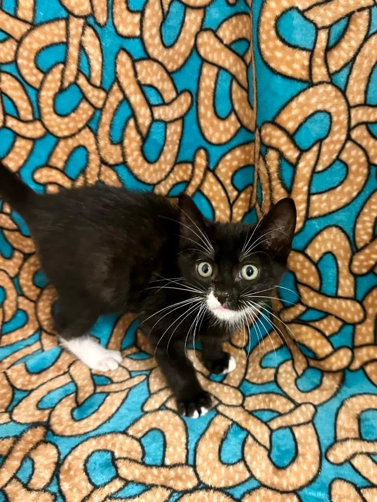 A baby medium-sized male Domestic Short Hair cat named Grady Hendrix for adoption in Newberg, OR