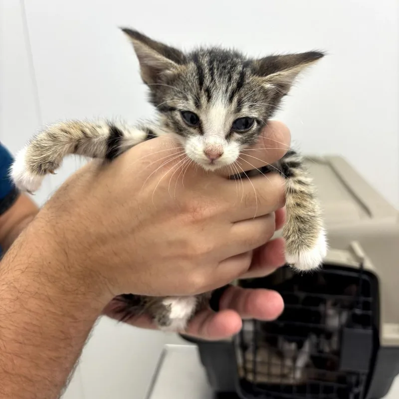 A baby small-sized female Domestic Short Hair cat named Harriet for adoption in Midland, TX