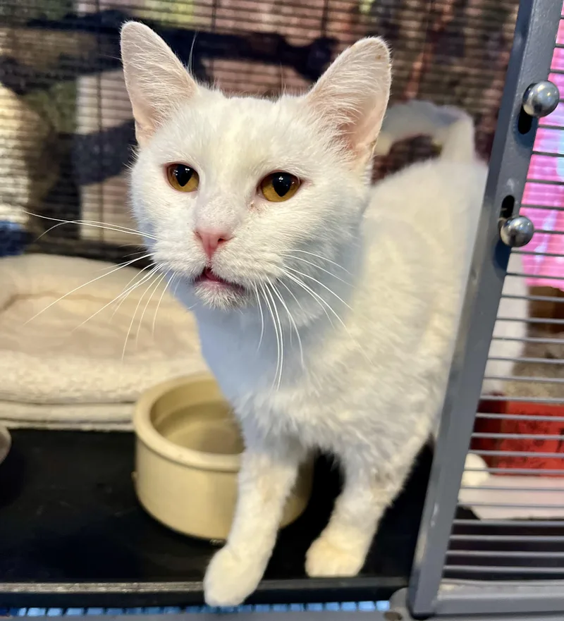 An adult small-sized female White Domestic Short Hair cat named Snow White for adoption in Seville, OH