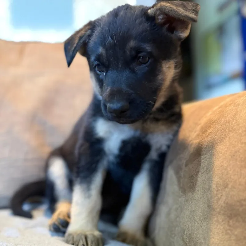 Heidi