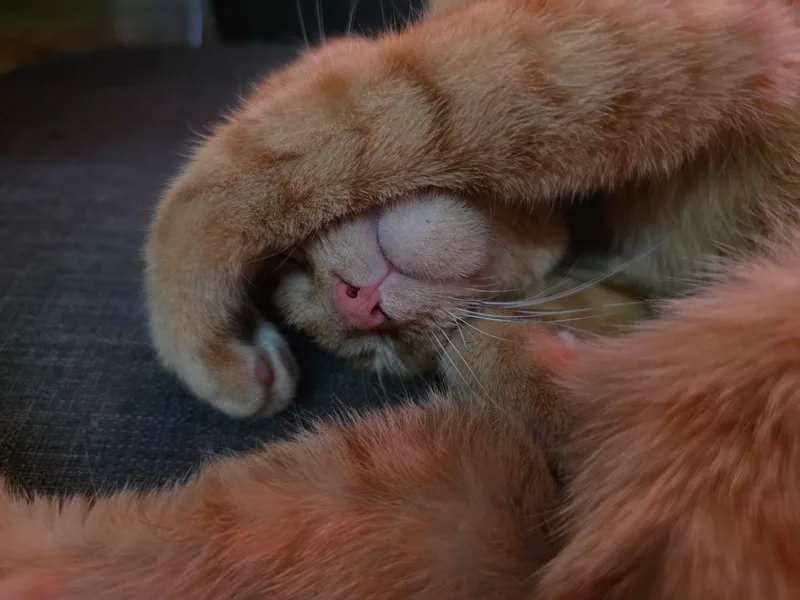 A young medium-sized female Tabby (Orange / Red) Domestic Short Hair cat named Ashlynn for adoption in Penryn, CA
