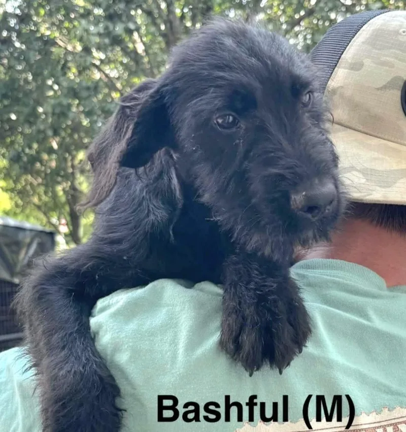 A baby medium-sized male Black Schnauzer dog named Bashful for adoption in Parma, OH