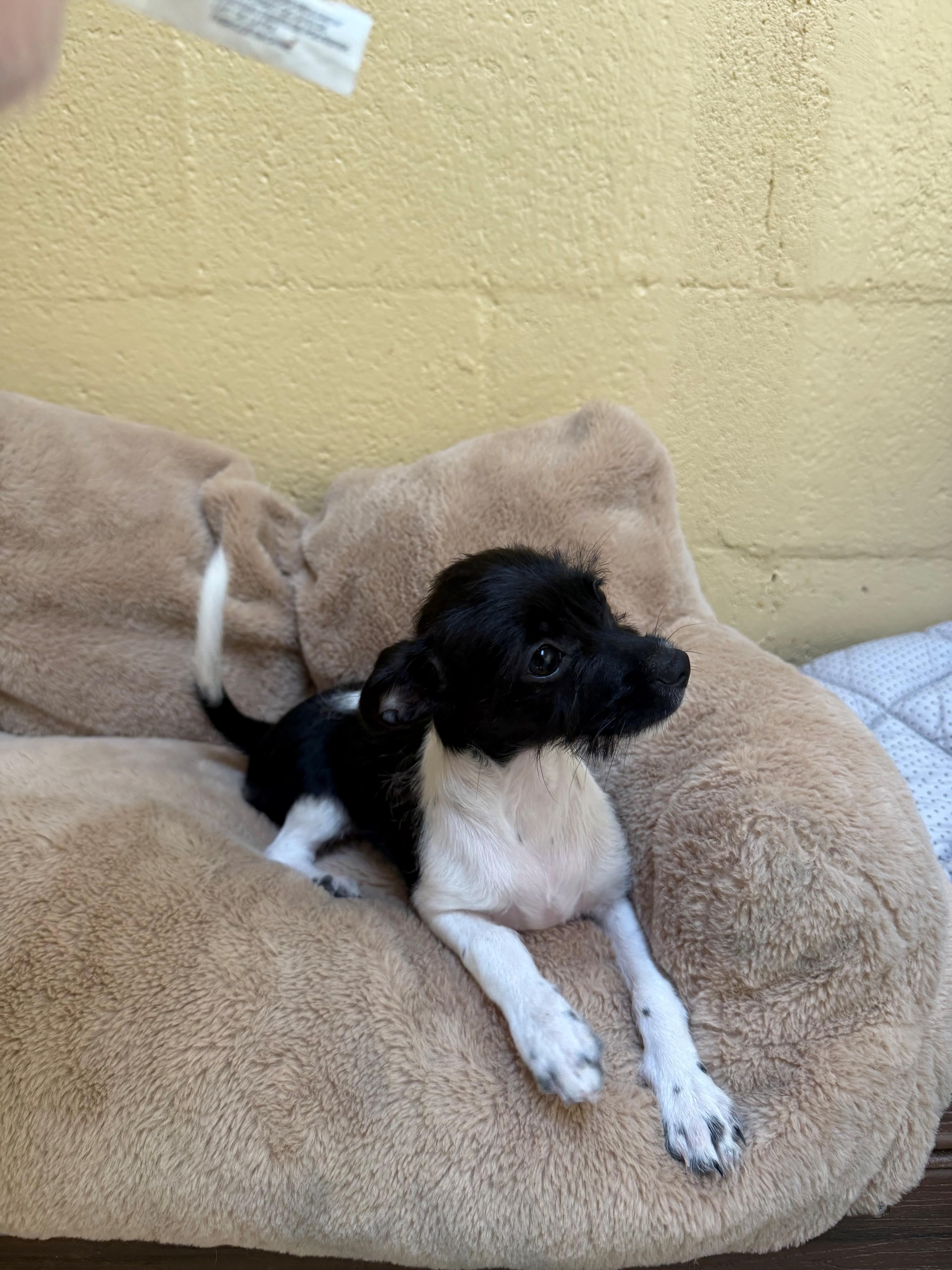 A young small-sized female Cairn Terrier dog named Jersey for adoption in Laguna Beach, CA
