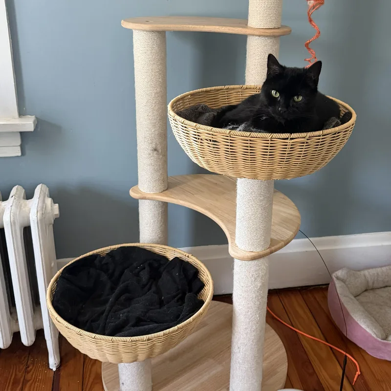 A young medium-sized female Black Domestic Short Hair cat named Stirrup for adoption in Lemoyne, PA