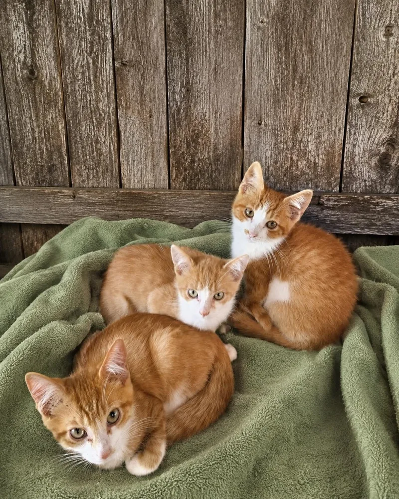 A young medium-sized male Orange & White Domestic Short Hair cat named Mowgli  Bagheera  for adoption in Joliet, IL