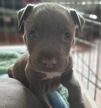 A baby small-sized female Mixed Breed dog named Koharu for adoption in Honolulu, HI