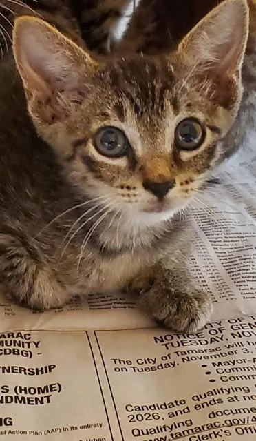 A baby small-sized male Domestic Short Hair cat named Firework for adoption in Fort Lauderdale, FL