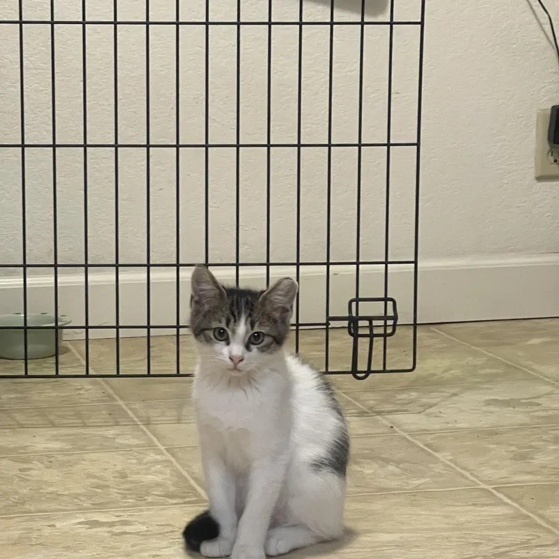 A baby medium-sized female Domestic Short Hair cat named Teal & Knox for adoption in San Jose, CA