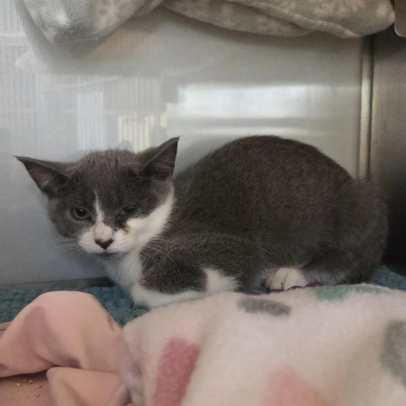 A baby medium-sized female Gray & White Domestic Short Hair cat named Pipette for adoption in Midland, MI