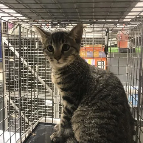 A baby small-sized male Domestic Short Hair cat named Bandit for adoption in Conroe, TX