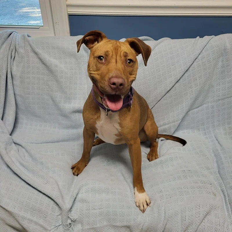 A young medium-sized female Golden Mixed Breed dog named Sheba for adoption in Sunderland, MD