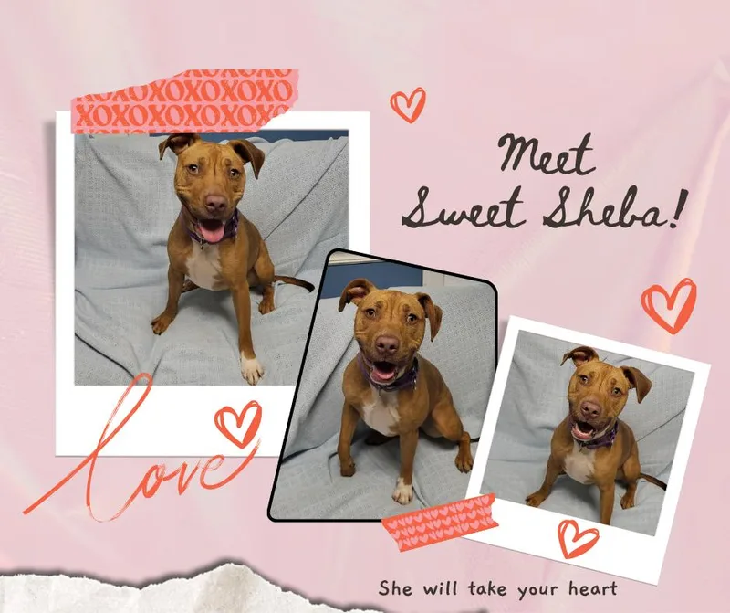 Sheba thumbnail 4