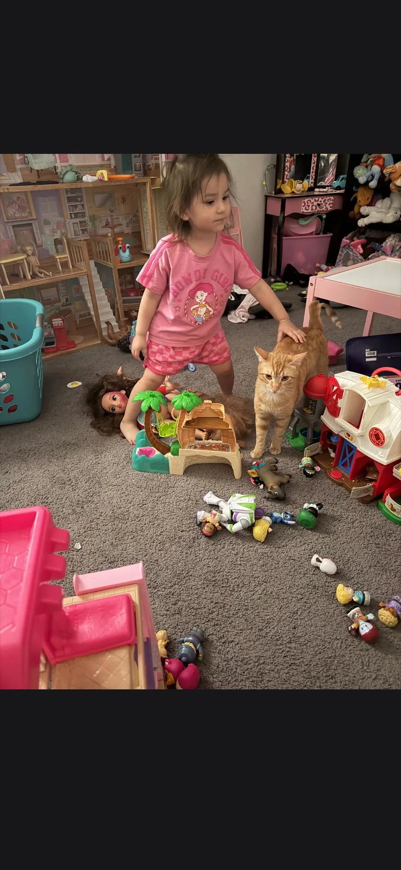 A young medium-sized male Tabby (Orange / Red) Tabby cat named Pete Zig Zag for adoption in Phoenix, AZ