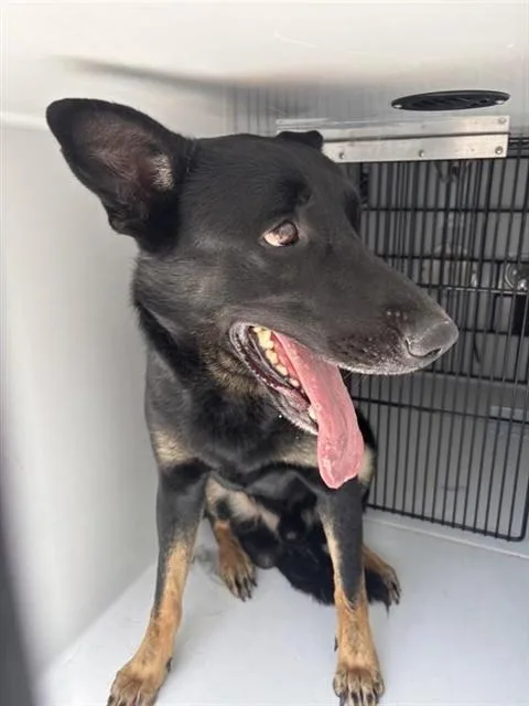An adult large-sized male German Shepherd Dog dog named A for adoption in Houston, TX