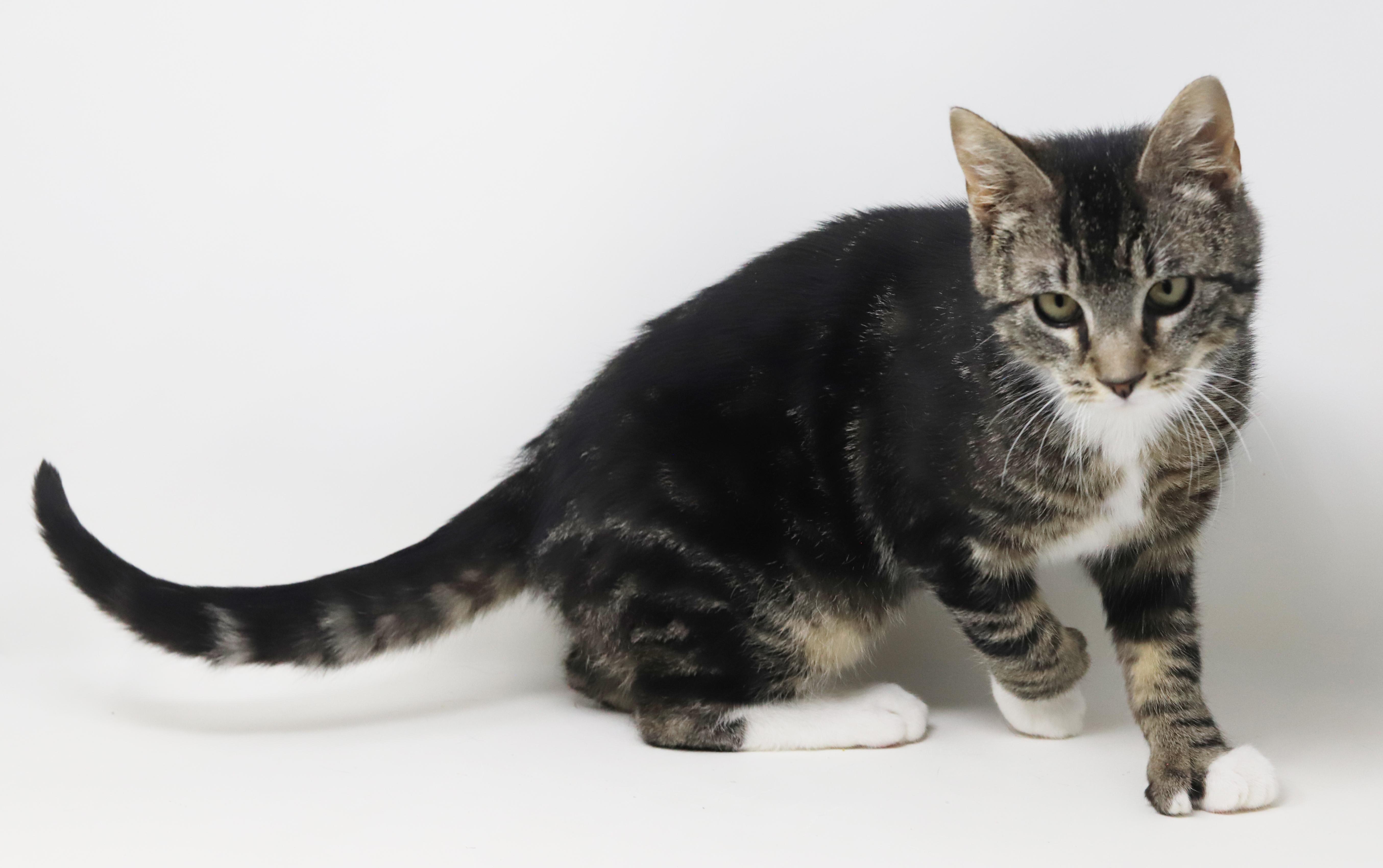 Tiny! What A Joy! thumbnail 4