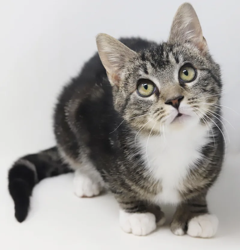 A baby small-sized male Tabby (Brown / Chocolate) Extra-Toes Cat / Hemingway Polydactyl cat named Tiny! What A Joy! for adoption in Bedford Hills, NY