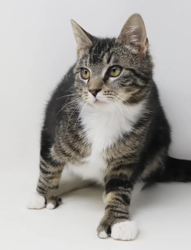 Tiny! What A Joy! thumbnail 5