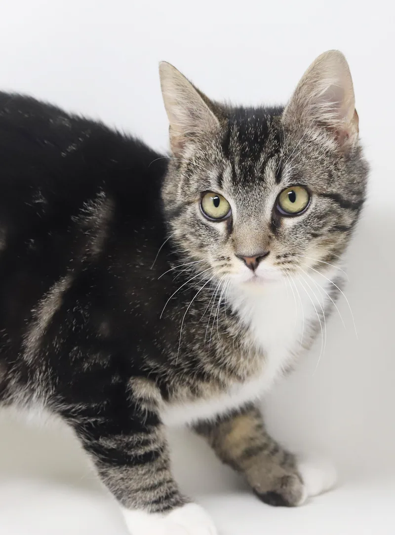 Tiny! What A Joy! thumbnail 6