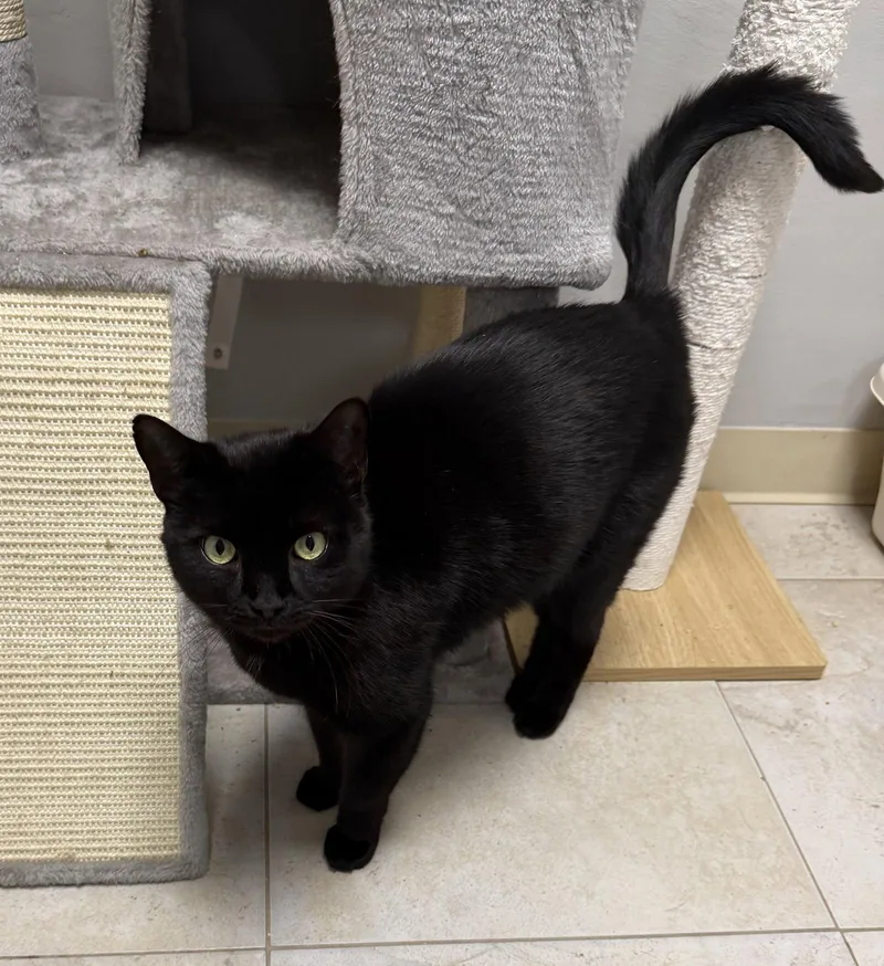 A young medium-sized male Black Domestic Short Hair cat named Merlin Blackwater for adoption in Satellite Beach, FL