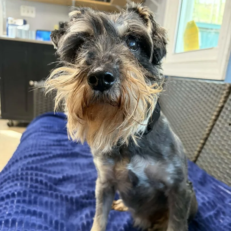 A senior small-sized female Gray / Blue / Silver Schnauzer dog named Rebel for adoption in Sunderland, MD