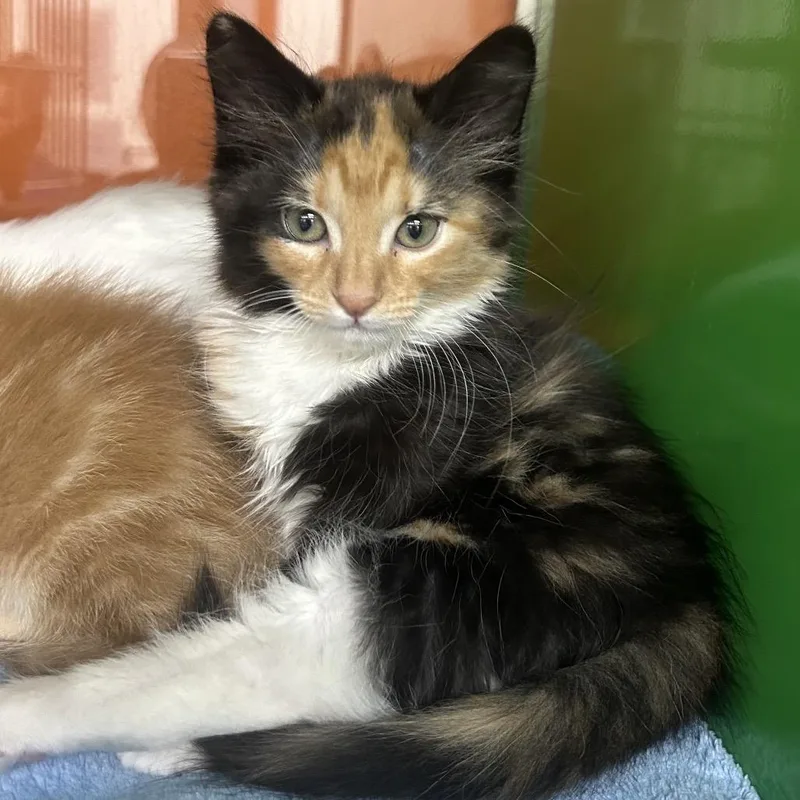 A baby small-sized female Black Domestic Medium Hair cat named Wednesday for adoption in Point Richmond, CA