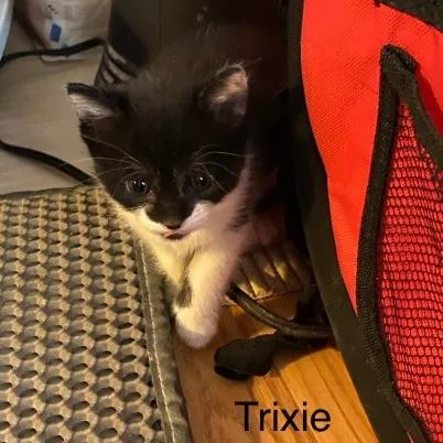 Trixie thumbnail 2