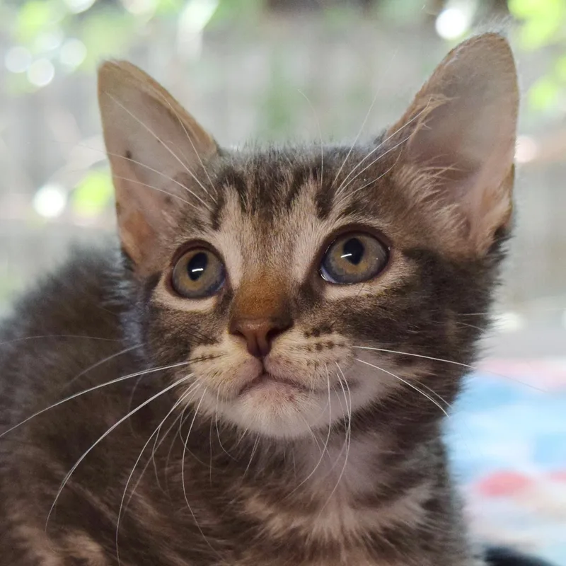 A baby medium-sized male Tabby (Gray / Blue / Silver) Domestic Short Hair cat named Titanium for adoption in Bulverde, TX
