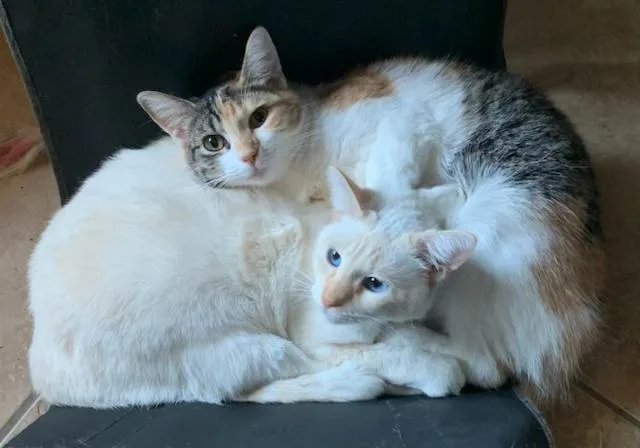 An adult medium-sized female Buff & White Siamese cat named Elsa & Anna for adoption in Los Angeles, CA