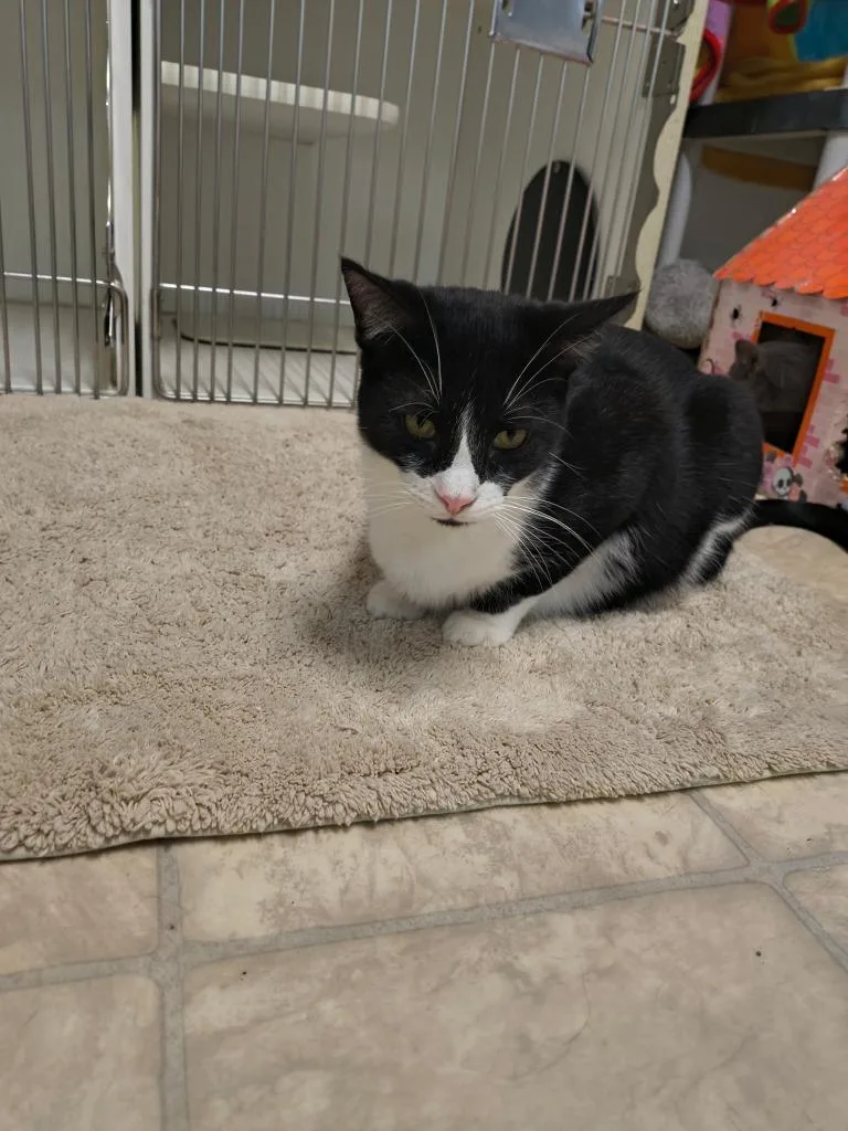 A young small-sized male Domestic Short Hair cat named Mister Krabs for adoption in Berlin, MD