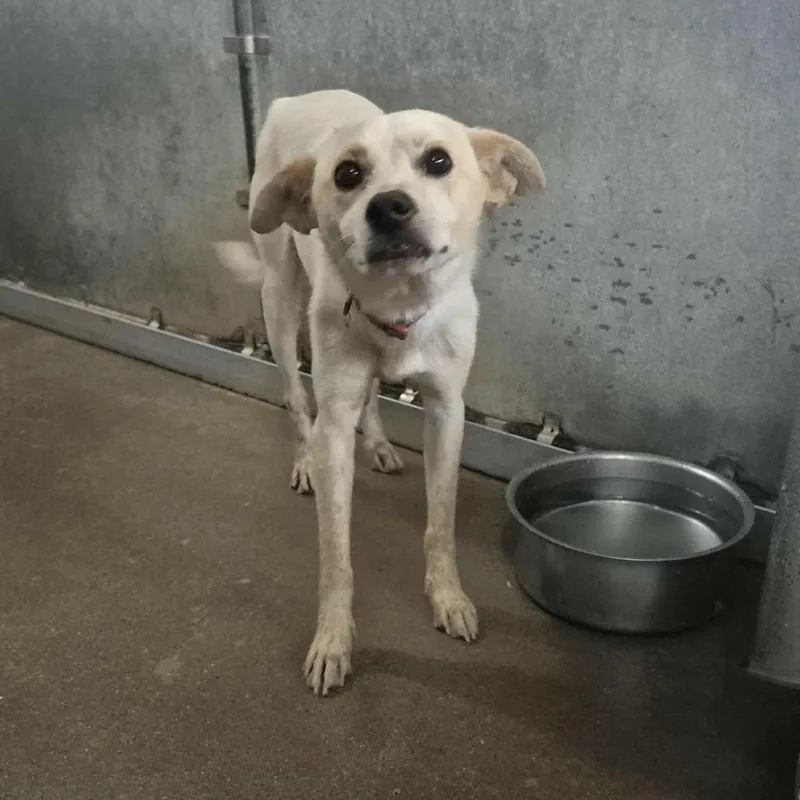 A young medium-sized male Yellow / Tan / Blond / Fawn Terrier dog named Carlitos for adoption in Edinburg, TX