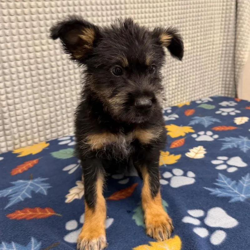 A baby small-sized male Black Hound dog named Chamberlain for adoption in Bryan, TX