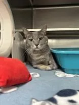 An adult medium-sized male Tabby (Gray / Blue / Silver) Domestic Short Hair cat named Bull for adoption in Manitowoc, WI