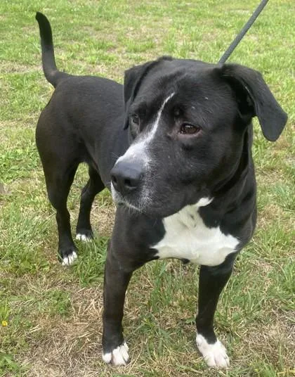 An adult large-sized male Pit Bull Terrier dog named Lucky for adoption in Blue Ridge, GA