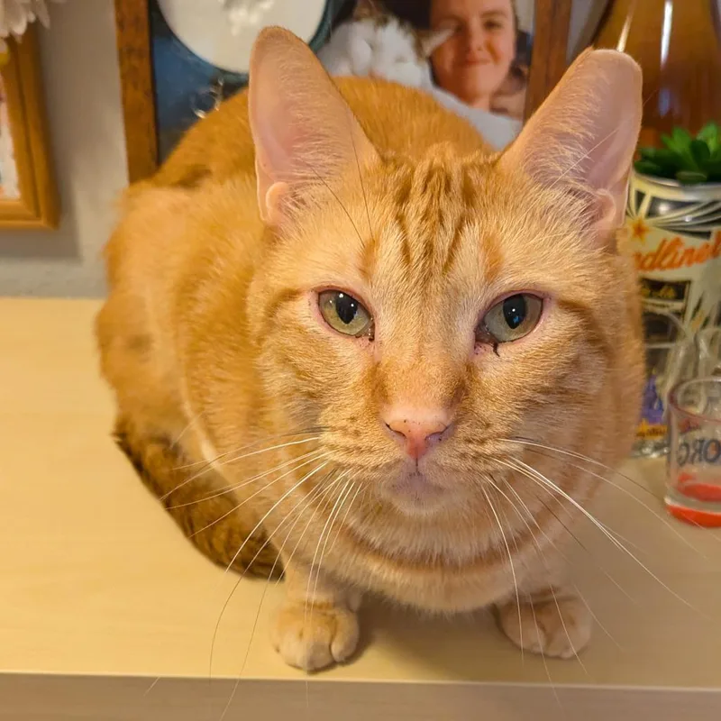 Chilton Years thumbnail 2