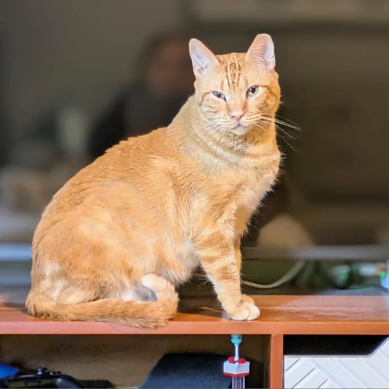 Chilton Years thumbnail 4